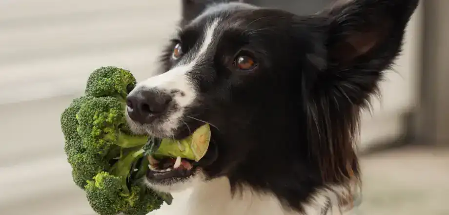 Border Collie hält Brokkoli im Maul