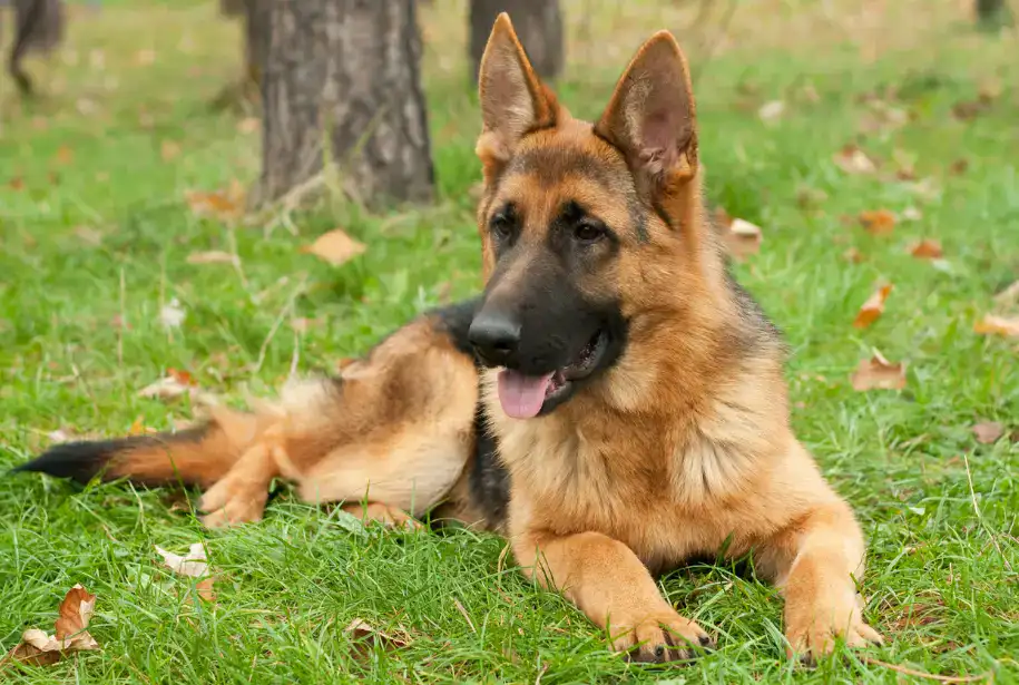 Schäferhund barfen
