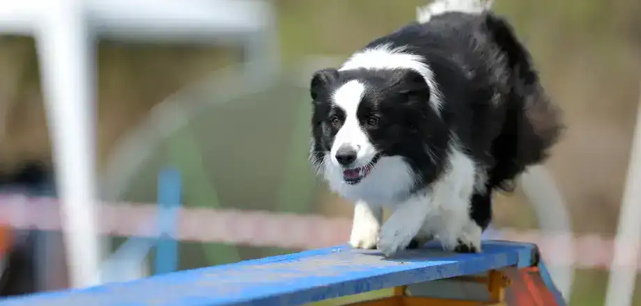 Border Collie auf dem Trainingsplatz